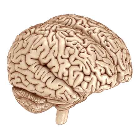 Ilustração anatômica de um cérebro